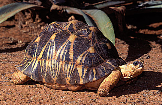 龟,象龟属,濒危物种,马达加斯加,印度洋