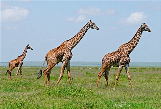 三个,长颈鹿,大草原