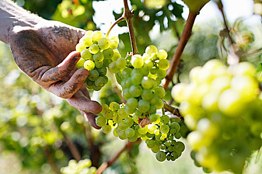 握着,束,酿酒用白葡萄,葡萄酒厂,莱茵高地区,区域,德国