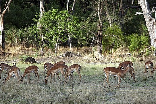 牧群,黑斑羚,奥卡万戈河,博茨瓦纳,非洲