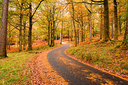 道路,秋天,树林,木头,英国,湖区国家公园