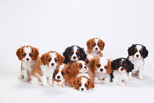查尔斯王犬,小狗,三种颜色,布伦海姆,坐,亲密,一起,白色背景