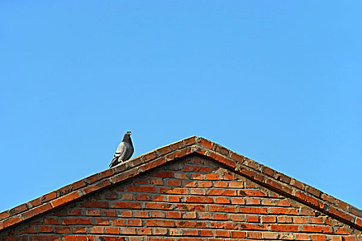 屋顶上的鸽子
