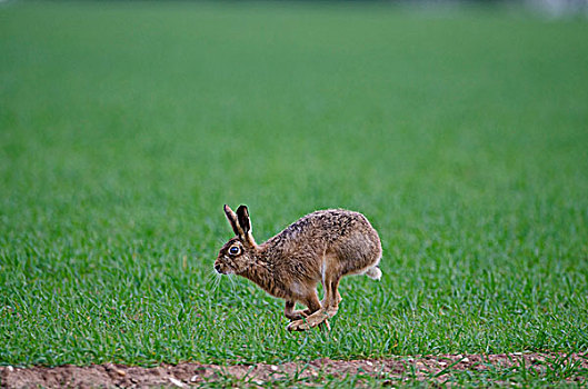 棕兔,欧洲野兔,诺福克,英格兰,英国,欧洲