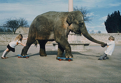 大象,滑板,英格兰,英国