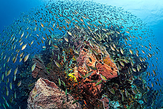 大,鱼群,褐色,雀鲷,游泳,高处,珊瑚,礁石,圣卢西亚,向风群岛,小安的列斯群岛,加勒比海