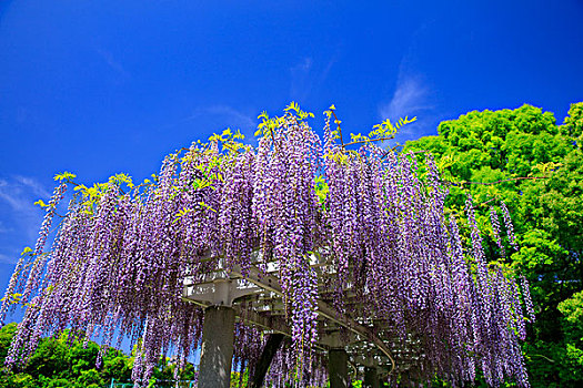 日本,紫藤,植物园