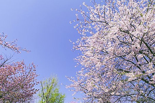 樱花,蓝天