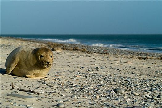 年轻,灰海豹,幼兽,一个,海滩,石荷州,德国,欧洲