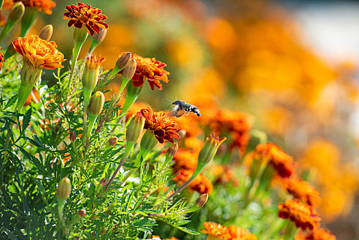 秋日公园里吸食万寿菊花粉的蜂鸟蛾