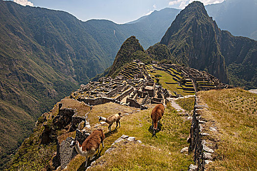 羊驼,三个,高处,马丘比丘,靠近,库斯科市,秘鲁