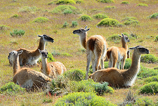 牧群,原驼,休息,草,托雷德裴恩国家公园,巴塔哥尼亚,智利,南美