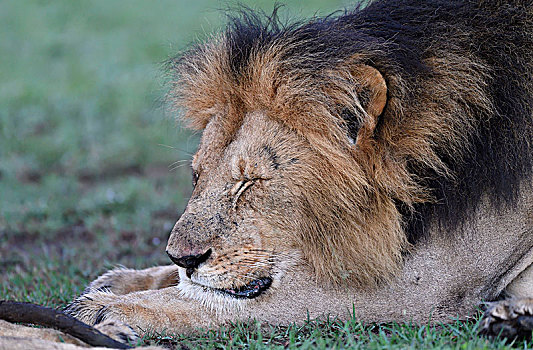 睡觉,雄性,狮子,野生动物,保护区,肯尼亚