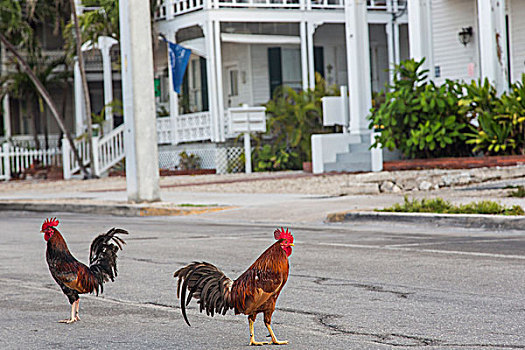 野生,鸡,漫游,街道,西礁岛,佛罗里达,美国