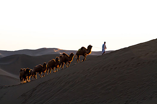 沙漠驼队