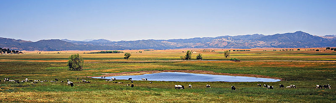 牧群,黑白花牛,牛,放牧,喝,湖,草地,山,背景,加利福尼亚,美国