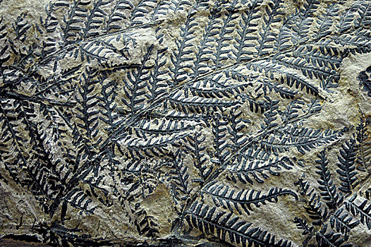 化石,蕨类