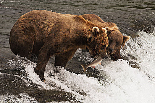 棕熊,抓住,三文鱼,嘴,上面,溪流,瀑布,熊,站立,右边,靠近,阿拉斯加,美国