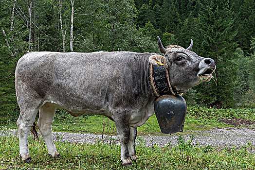 母牛,穿戴,大,牛铃,巴特辛德朗,巴伐利亚,德国,欧洲