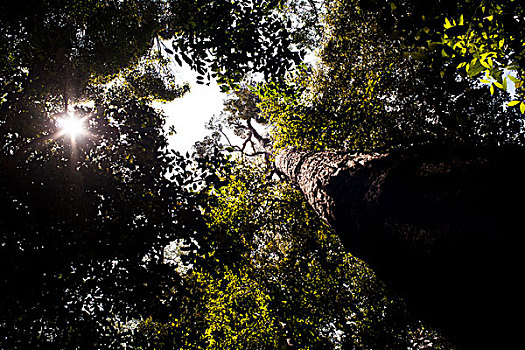 树林,马来西亚