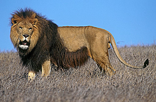 非洲,狮子,大型猫科动物,站立,干燥,草