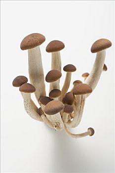 蘑菇,意大利