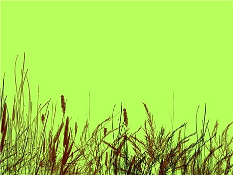 草,芦苇,绿色背景