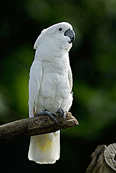 白色,美冠鹦鹉,伞,凤头鹦鹉,成年,鸟,印度尼西亚