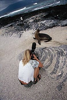 海狮,费尔南迪纳岛,加拉帕戈斯群岛,厄瓜多尔