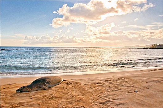 夏威夷,僧海豹,休息,坡伊普,海滩,考艾岛