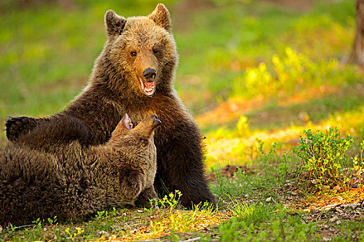 两个,棕熊,幼兽,打闹,针叶林带,树林,芬兰
