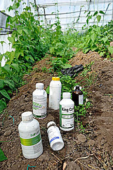 除草剂,杀虫剂,温室,西红柿,厄瓜多尔,南美