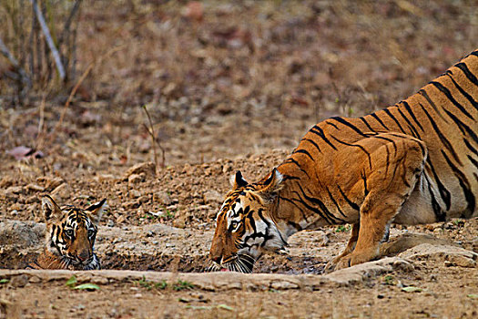 皇家,孟加拉,幼兽,水坑,虎,自然保护区,印度