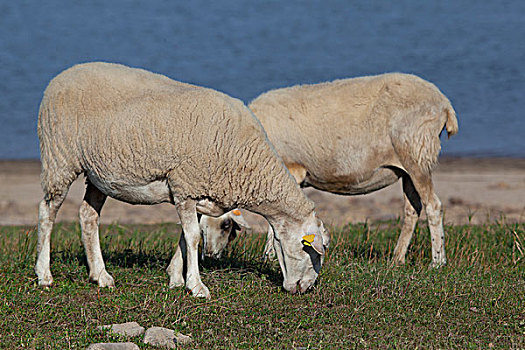 羊群,水库,布尔戈斯,卡斯蒂利亚,西班牙