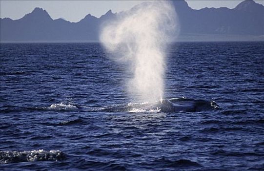 蓝鲸,吹,科特兹海,北下加利福尼亚州,墨西哥