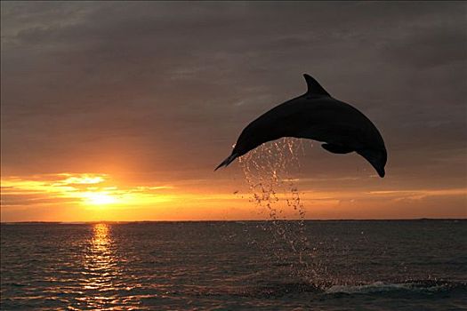 宽吻海豚,跳跃,室外,水,正面,日落,加勒比海,洪都拉斯,中美洲