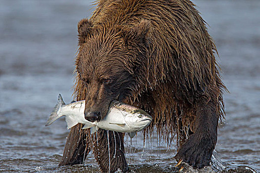 大灰熊,棕熊,抓住,三文鱼,克拉克湖,国家公园,阿拉斯加