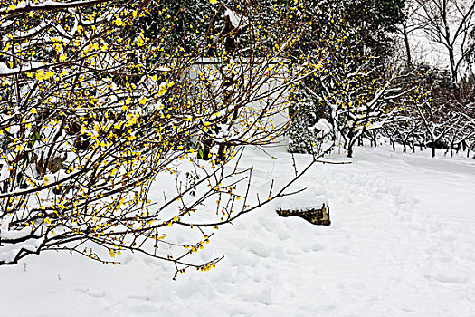 腊梅花傲雪开放