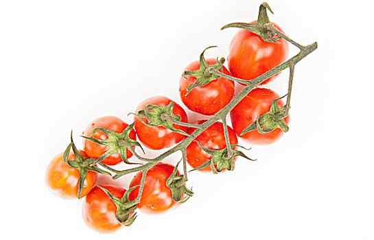 西红柿茎