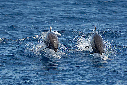 普通,宽吻海豚,海豚,两个,成年人,水面急行,跳跃,室外,水,科特兹海,墨西哥