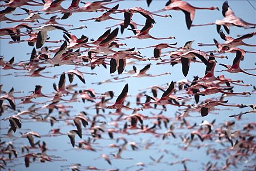 大红鹳,火烈鸟,飞,生物保护区,墨西哥