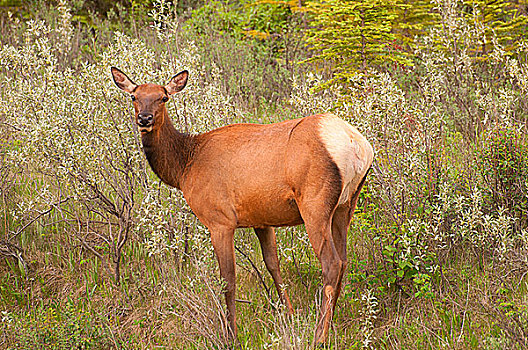 加拿大,不列颠哥伦比亚省,库特尼国家公园,落基山,麋鹿,鹿属