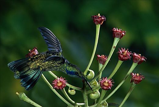 绿紫耳蜂鸟,蜂鸟,苞叶,被子植物,蒙特维多云雾森林自然保护区,哥斯达黎加