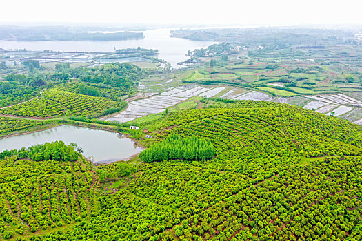 航拍河南信阳光山县司马光油茶园