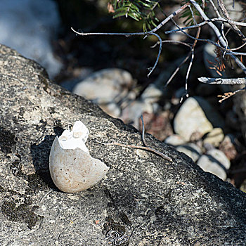 壳,破损,石头,赫克拉火山磨石省立公园,曼尼托巴,加拿大