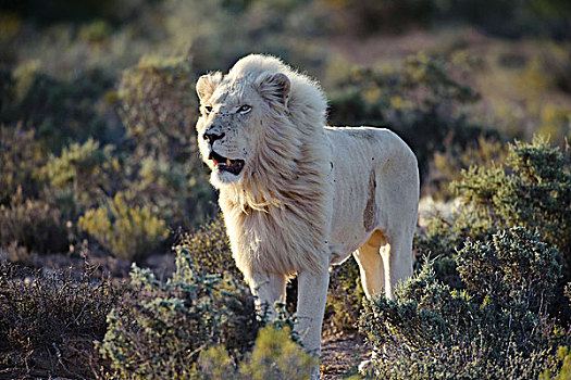 非洲狮,狮子,成年,雄性,野生动植物保护区,南非