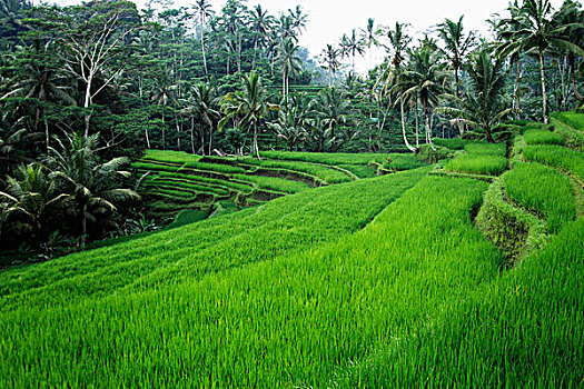 阶梯状,稻田,乌布,巴厘岛
