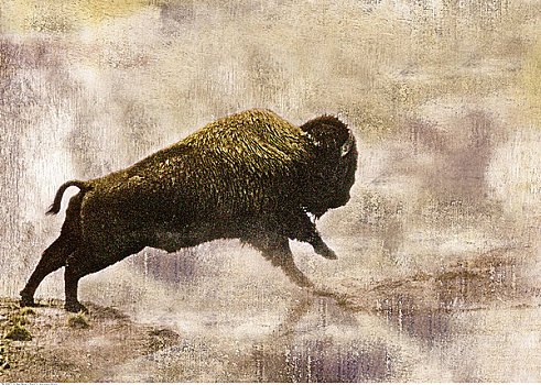 野牛,跳跃,黄石国家公园,怀俄明,美国