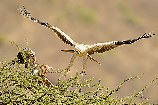 茶隼,鹰,雌性,坐,树梢,雄性,接近,萨布鲁国家公园,肯尼亚,非洲