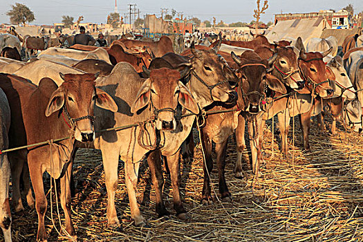 印度,拉贾斯坦邦,牛
